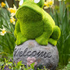Frog Sitting On Welcome Rock